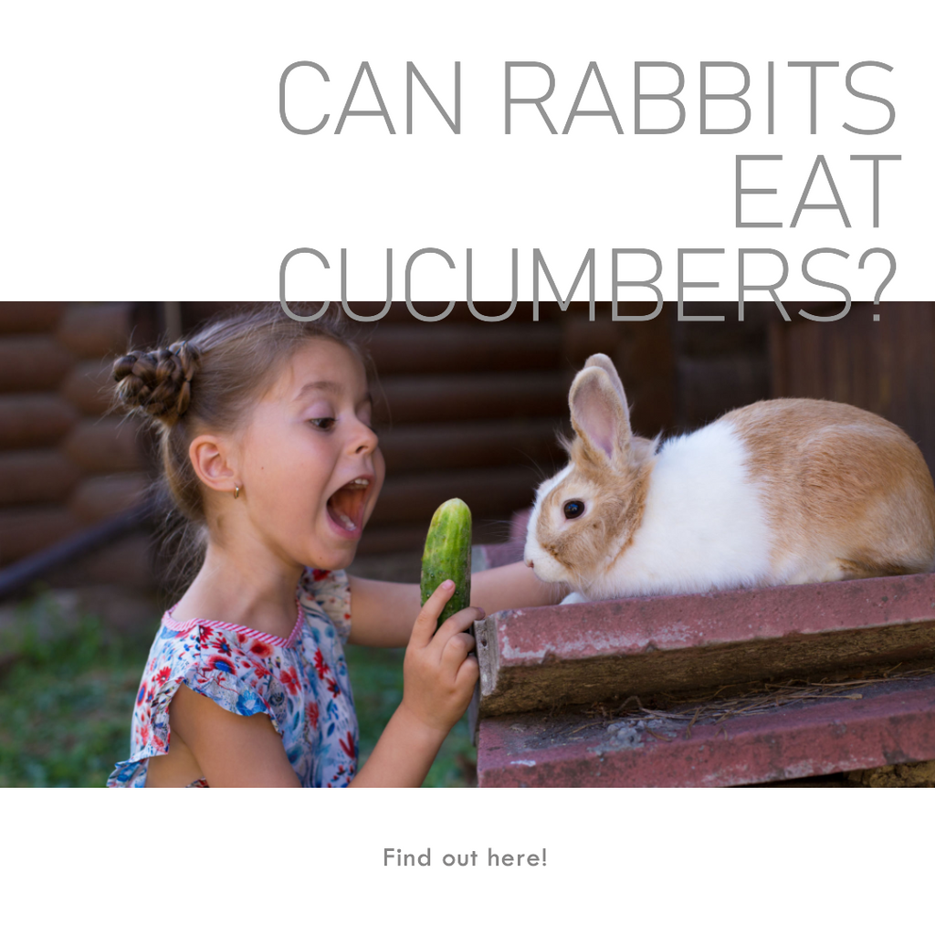 Can Rabbits eat Cucumbers?