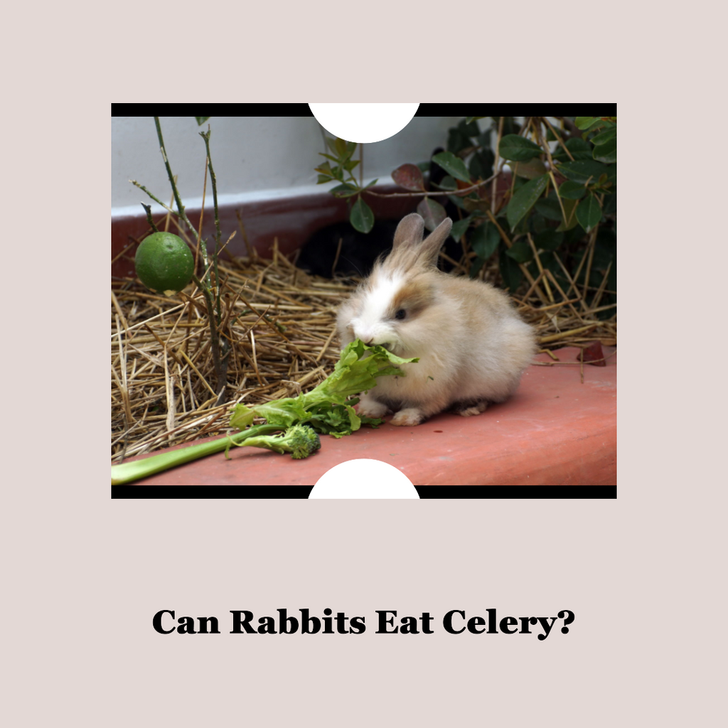 Can Rabbits Eat Celery? Unveiling the Crunchy Delight for Bunnies