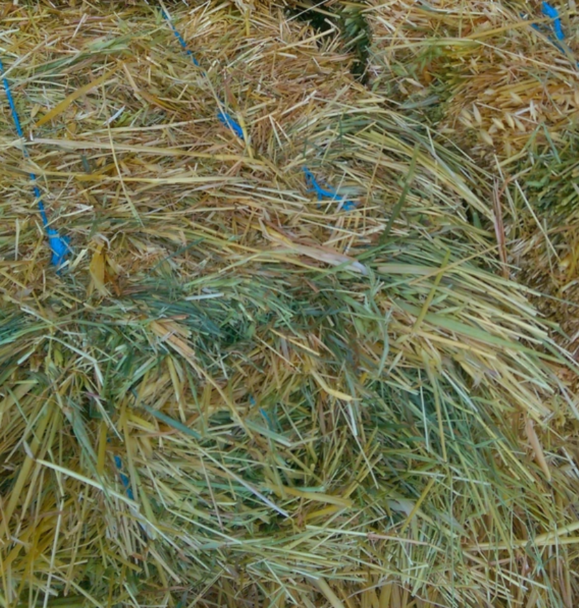 Are hay nets and hay feeders worth it?