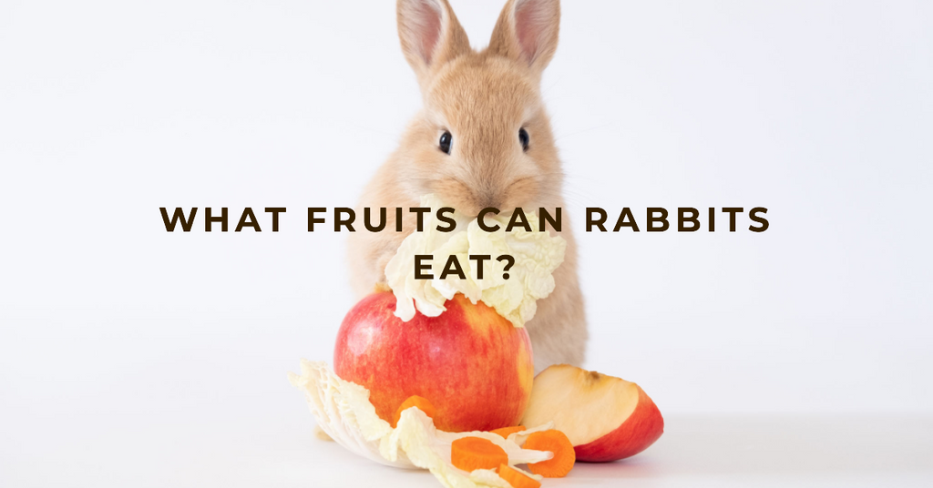 What fruits can rabbits eat?