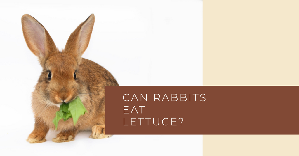 Can rabbits eat lettuce?