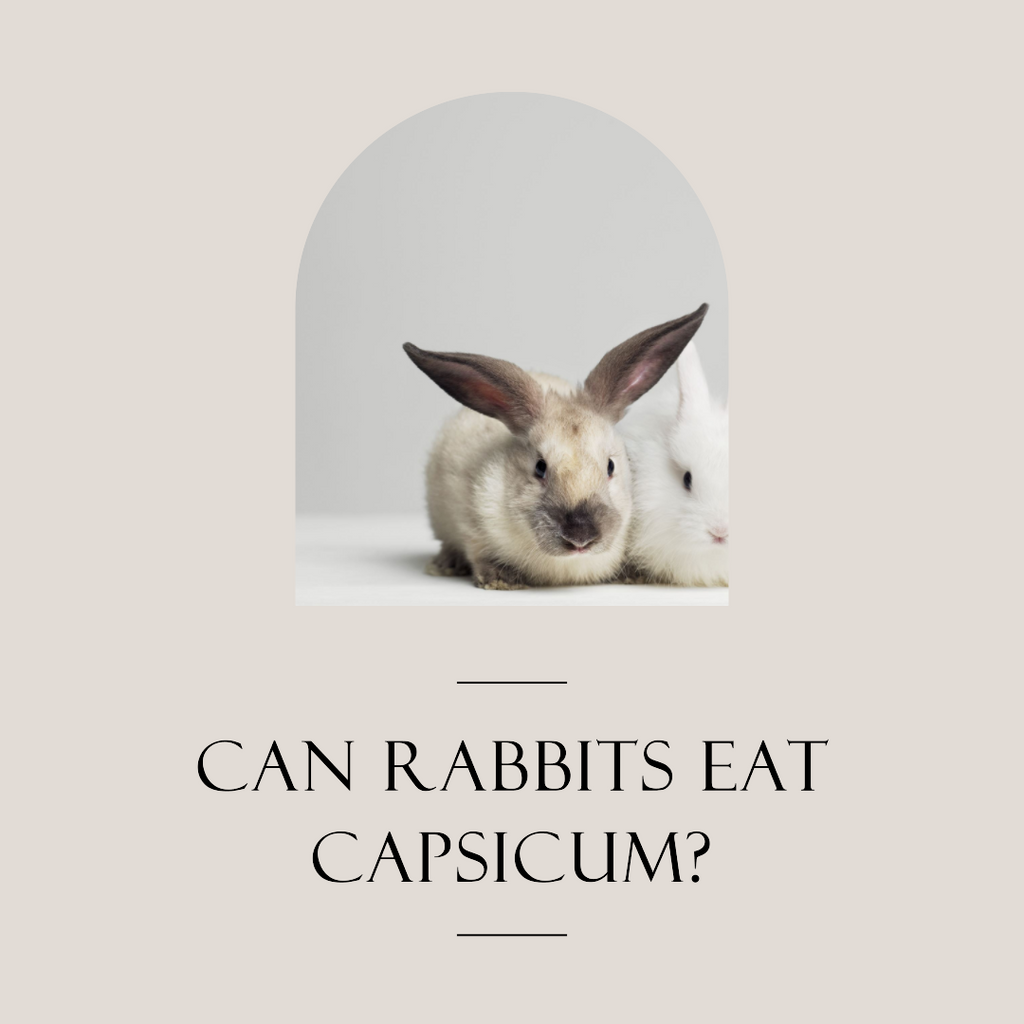 Can rabbits eat Capsicum?