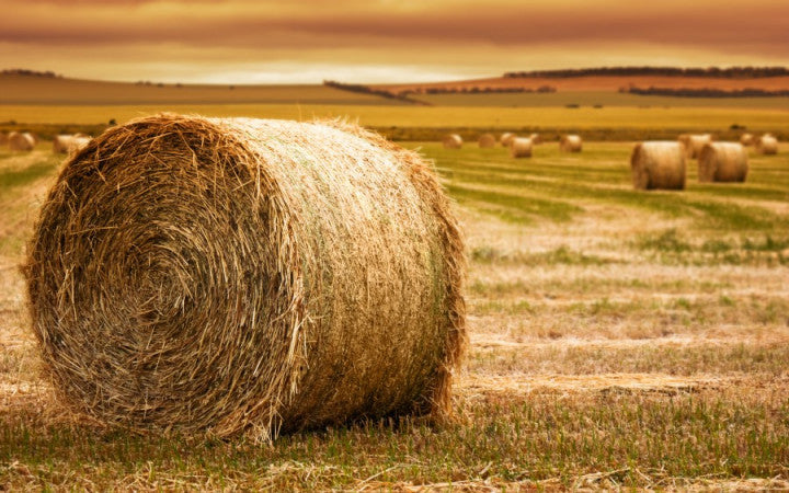 From Seed to Bale: The Lifecycle of Hay