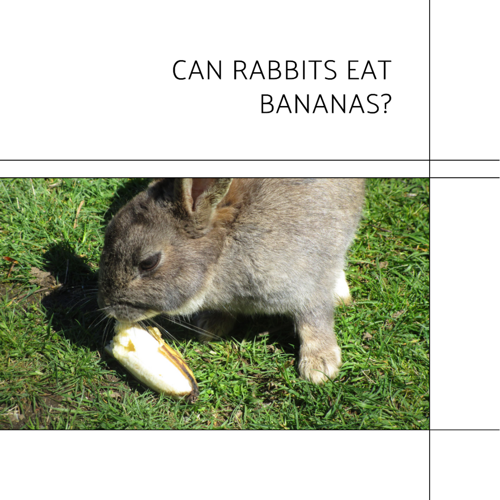 Can rabbits eat bananas?