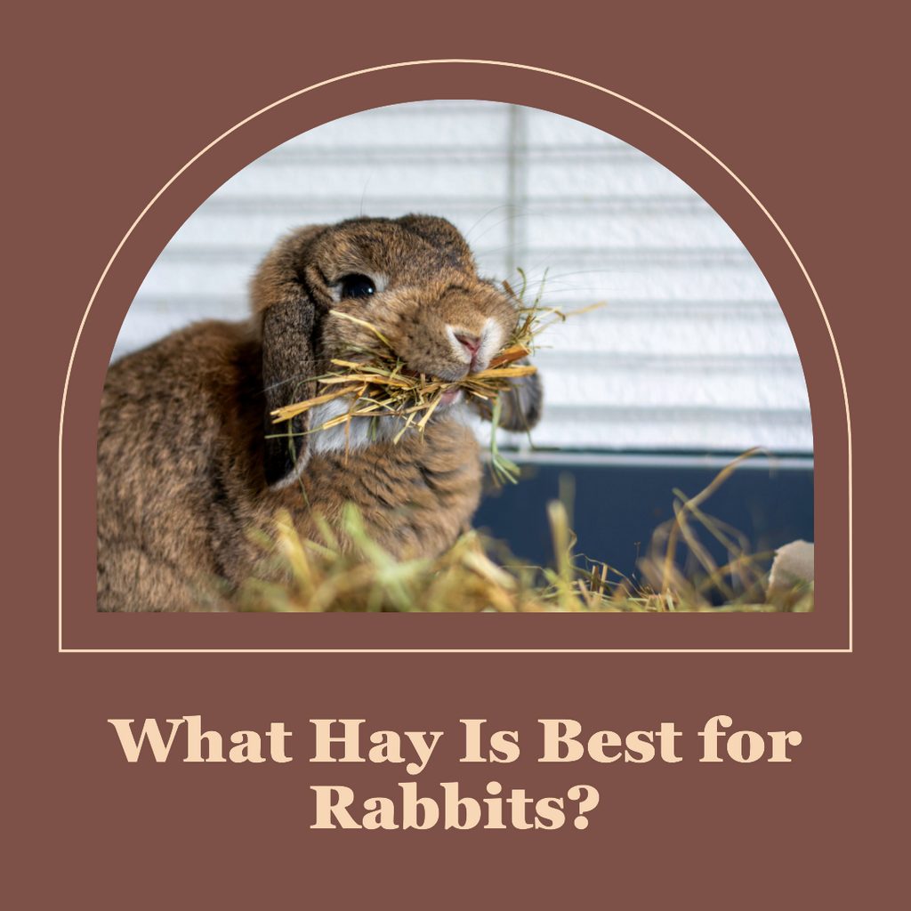 What hay is best for rabbits?