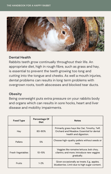 Rabbit Happiness Guide