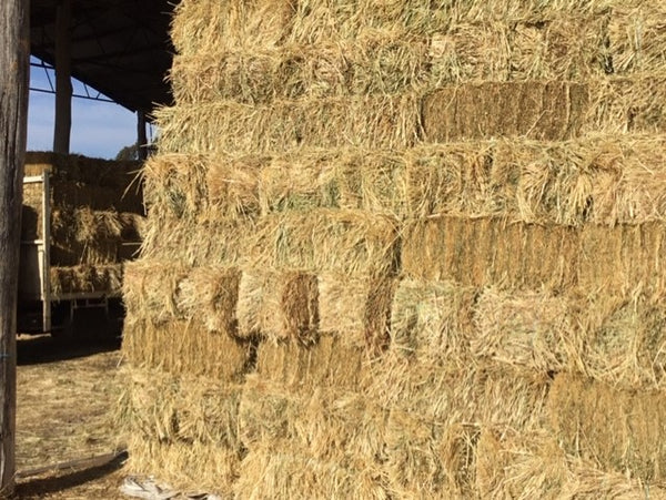 Clean Pasture Hay (small squares)
