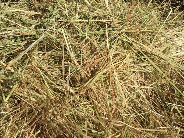 Clean Pasture Hay (small squares)