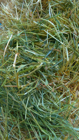 Oaten hay for rabbits