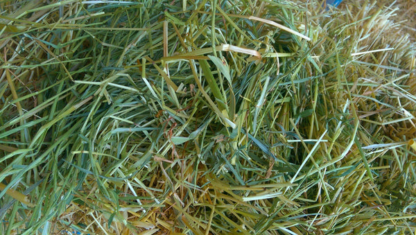 Oaten hay for rabbits