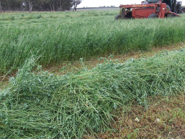Lucerne Grass hay
