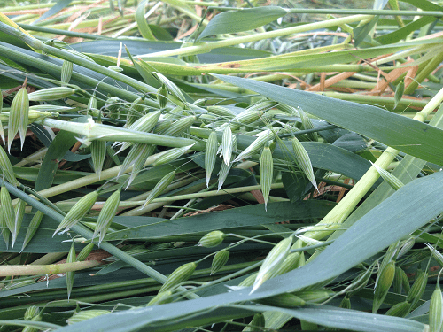 Oaten hay for rabbits