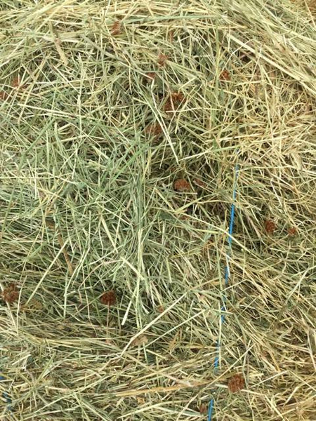 Lucerne Grass hay