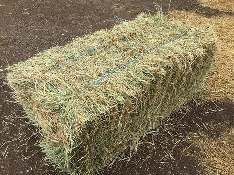 Lucerne Grass hay