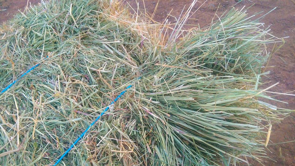 Low Sugar Native grass with Teff hay
