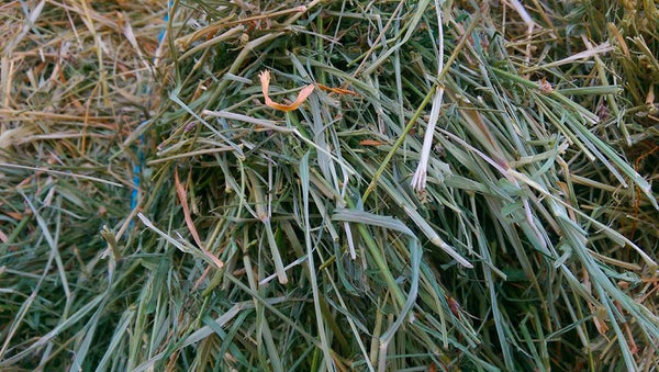 Low Sugar Native grass with Teff hay